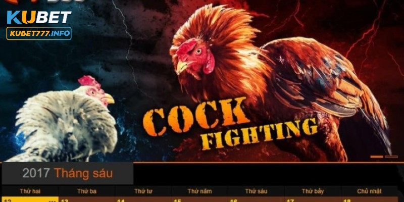 Hướng dẫn tham gia chơi đá gà trực tuyến tại Kubet77